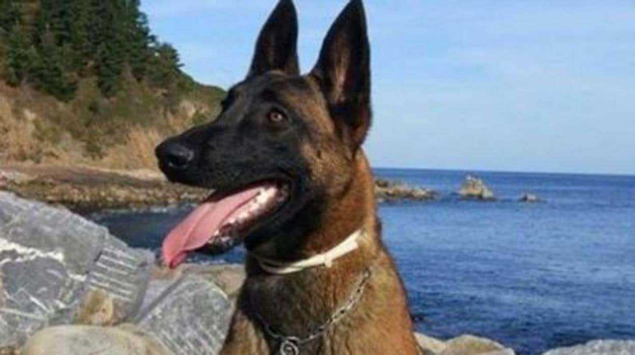 La Ertzaintza pide ayuda para encontrar a Eno, un perro de rescate desaparecido en Vizcaya