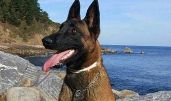 La Ertzaintza pide ayuda para encontrar a Eno, un perro de rescate desaparecido en Vizcaya
