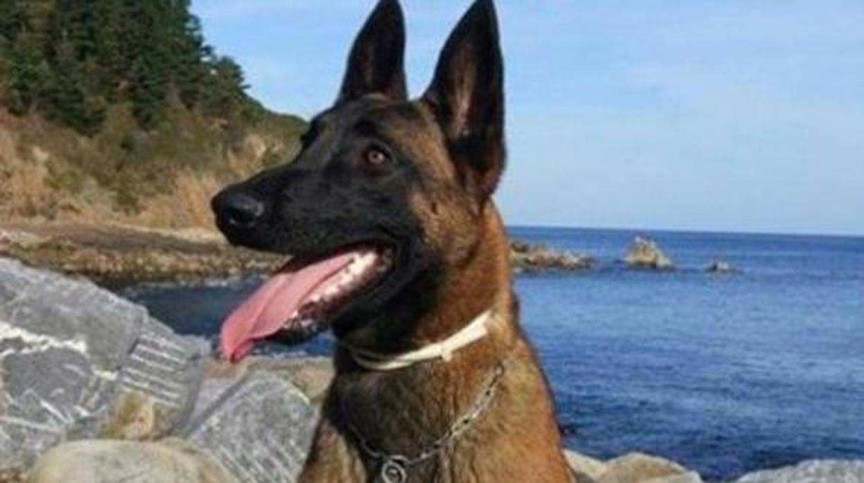 Encuentran «en perfecto estado» a Enno, el perro de rescate de la Ertzaintza desaparecido