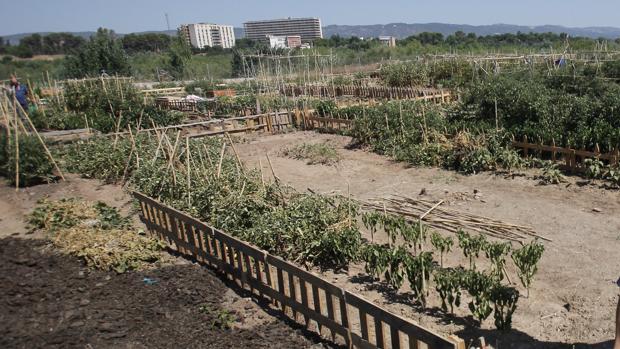 El primer restaurante de España que aprovecha los residuos orgánicos busca fondos para abrir en Valencia