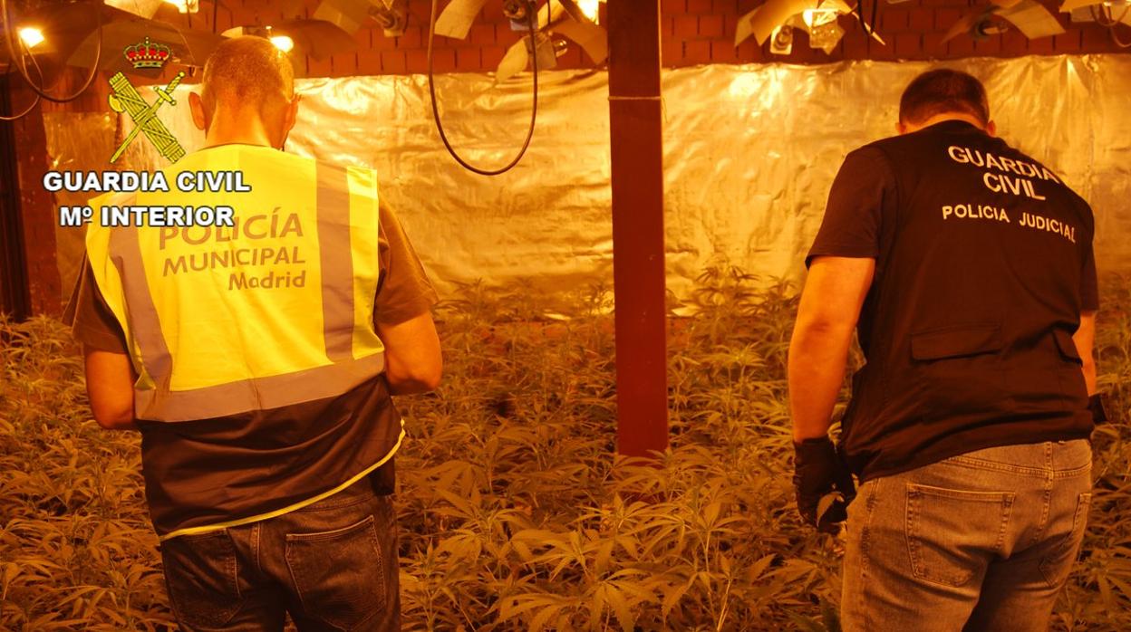 La Policía Municipal y la Guardia Civil, en la plantación de marihuana desmantelada en El Casar