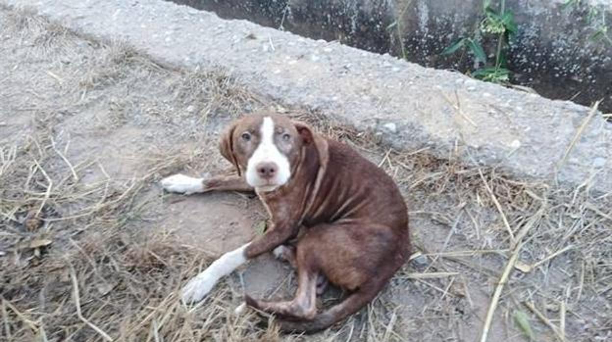 El perro que ha pasado la noche junto al anciano desaparecido en Burriana