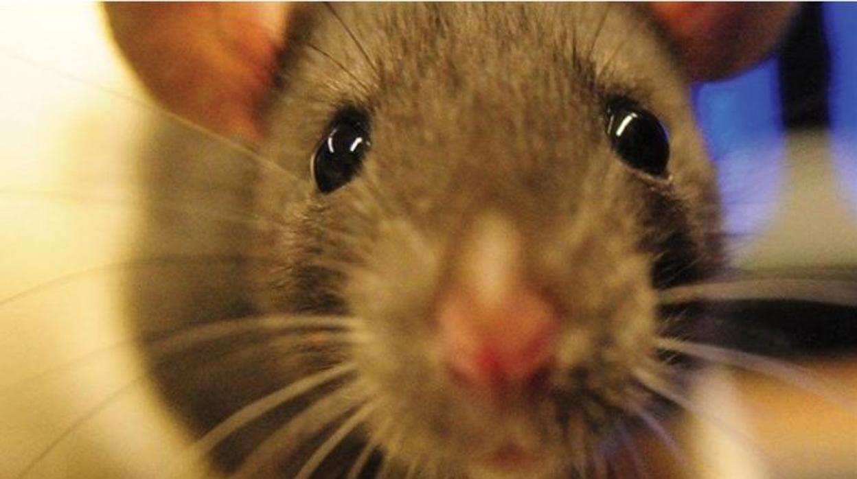Denuncian una plaga de ratas en Boadilla y el Ayuntamiento lo niega