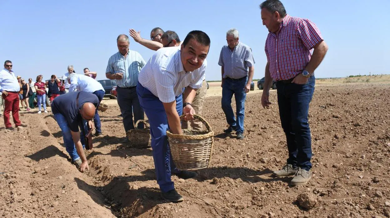 El consejero de Agricultura plantando el bulbo del azafrán a la manera tradicional