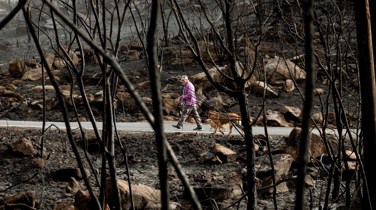 Un hombre pasea por un paraje calcinado en Melón (Orense) tras la última ola de incendios