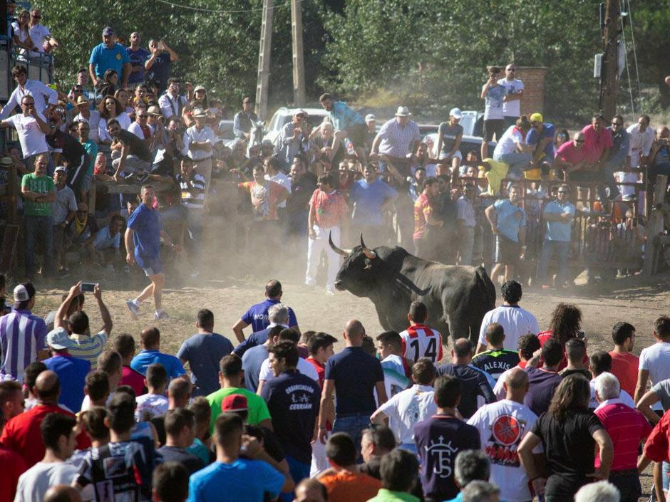 Celebración del festejo del Toro de la Vega de Tordesillas (Valladolid)