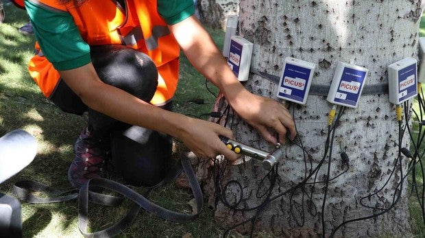 El Ayuntamiento vigilará 545.000 árboles «con alto grado de degradación» para prevenir siniestros