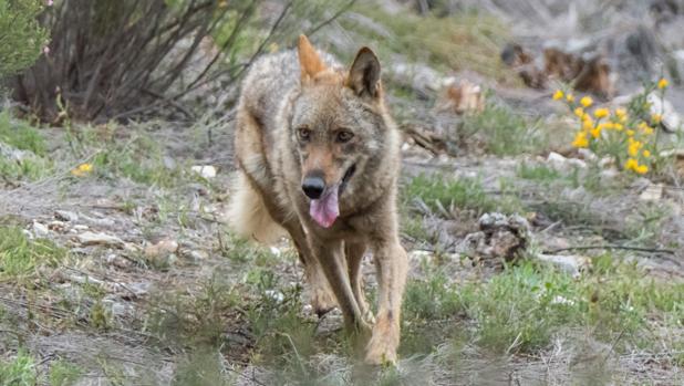 La Junta de Castilla y León ordena suspender la caza del lobo al norte del Duero