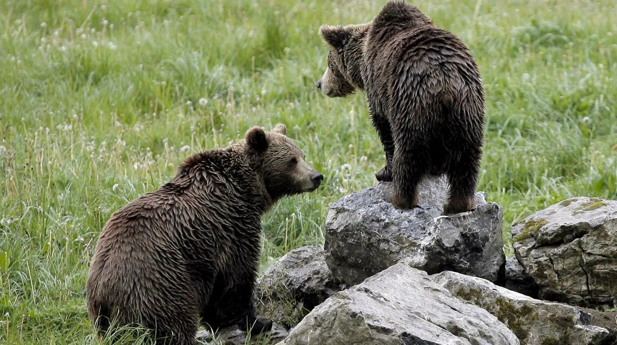 En toda la Cordillera Pirenaica hay 45 osos, aunque solo uno de ellos habita de forma estable en el tramo aragonés