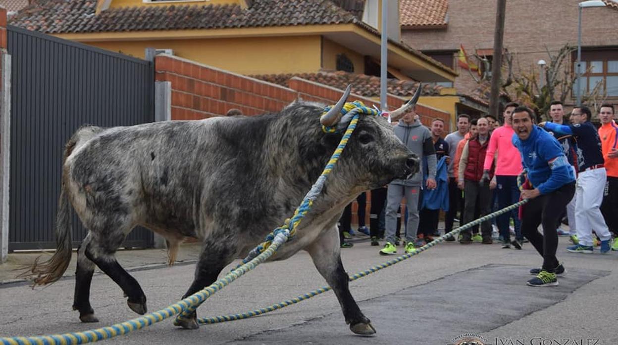 Yuncos sacará a su toro enmaromado en la mañana de este sábado de fiestas