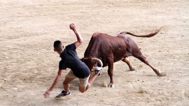 Un toro se escapa del encierro de Arcas (Cuenca) y hiere a dos mujeres antes de ser abatido