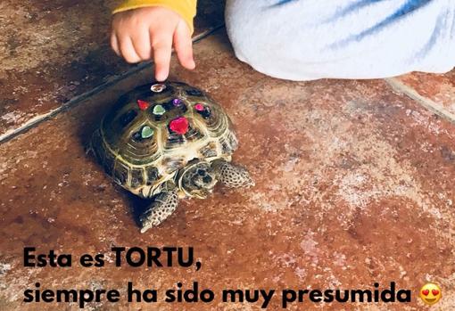 La tortuga de Noa, desaparecida desde el día 10