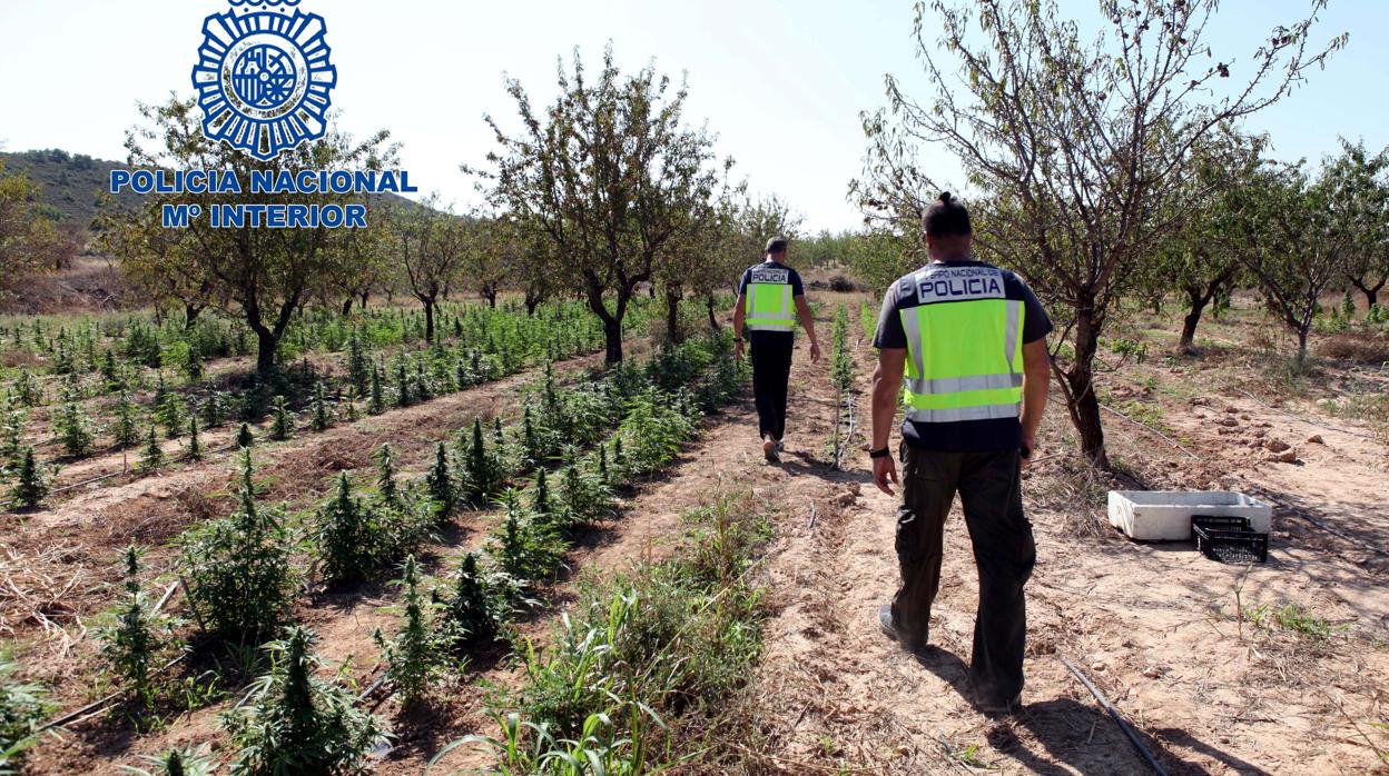 Parte de la extensa plantación desmantelada por las fuerzas de seguridad