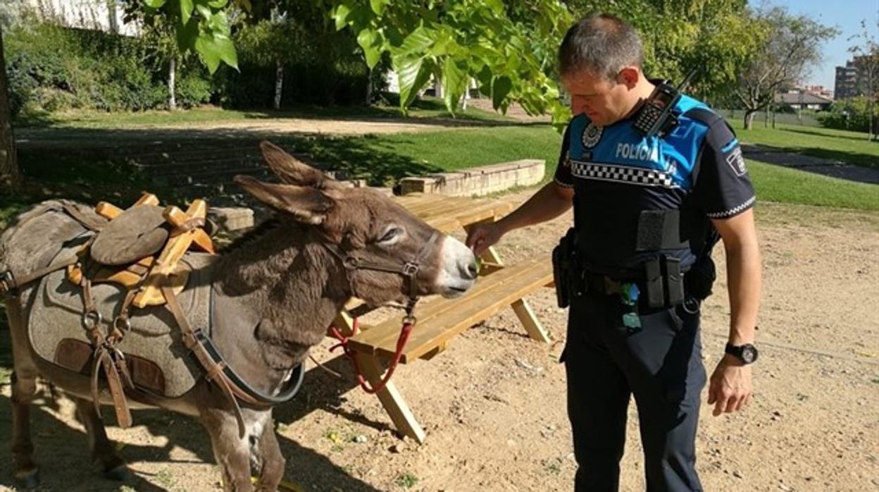 El burro junto a un policía local de Valladolid