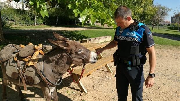 Un peregrino francés deja un burro en un parque de Valladolid mientras pasa la noche en un hotel