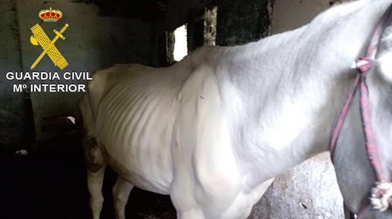 Imagen facilitada por la Guardia Civil de un caballo en estado de extrema delgadez