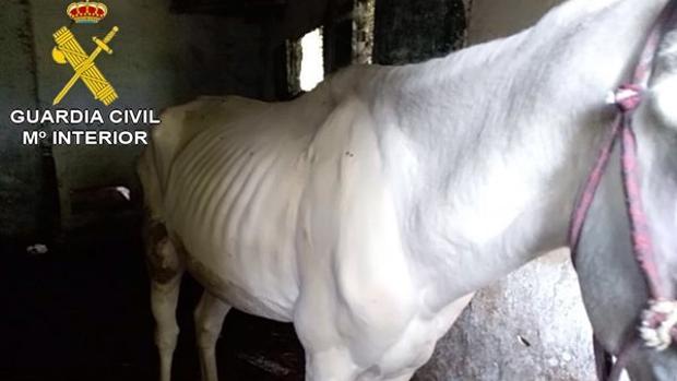 Detenido un ganadero de Baiona por maltrato y abandono de animales