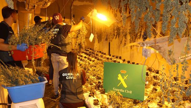 La Guardia Civil incauta 1.725 plantas de marihuana en Irún (Guipúzcoa)