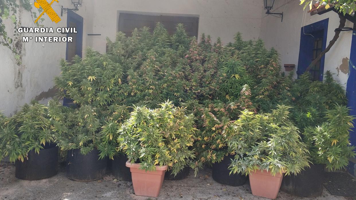 Plantación de marihuana incautada por la Guardia Civil en Chinchilla de Montearagón (Albacete)