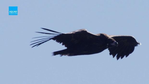 Clip Natura: los buitres negros