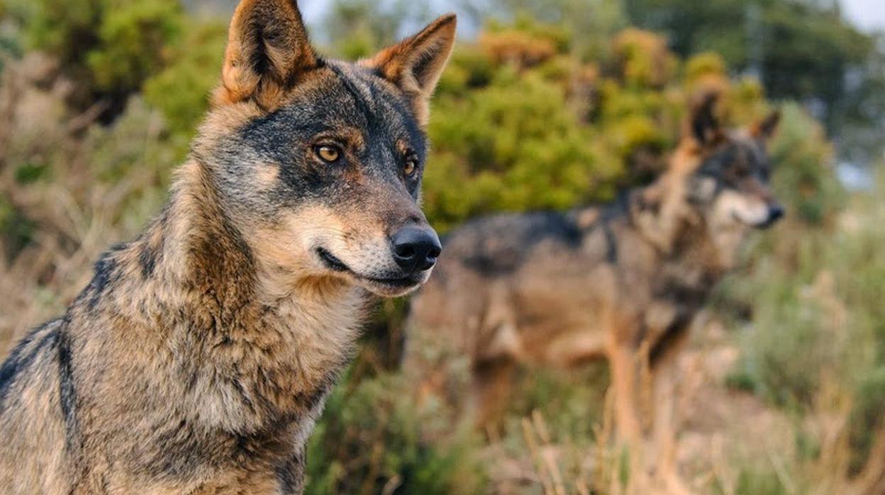 Dos ejemplares de lobo ibérico