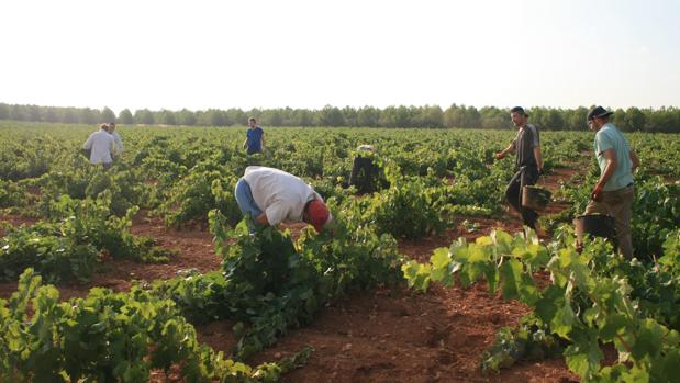 La vendimia baja el paro en septiembre en 5.196 personas, de ellos 3.087 en agricultura