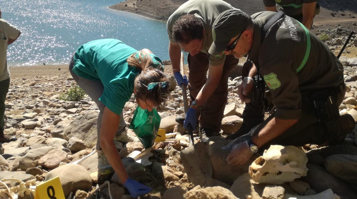 Trabajadores de la Consejería de Fomento y Medio Ambiente recogen los restos óseos del Oso