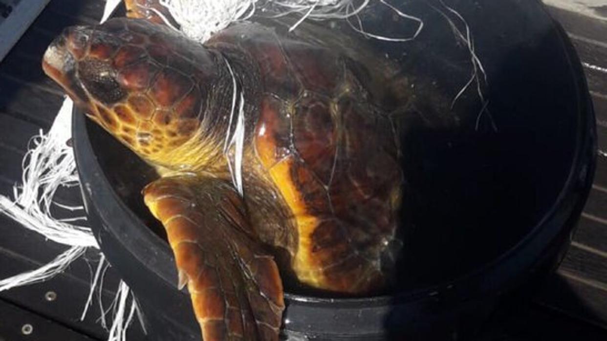 Un marinero de Fuerteventura evitó este sábado la muerte de una tortuga atrapada por redes ilesgales