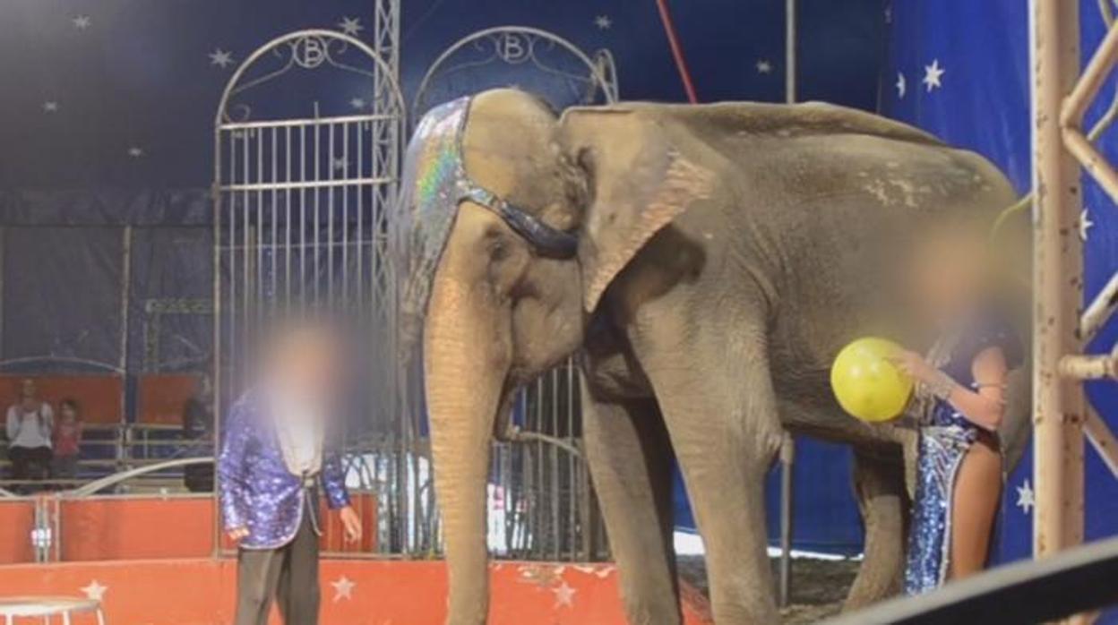 La elefanta «Dumba» en el circo francés