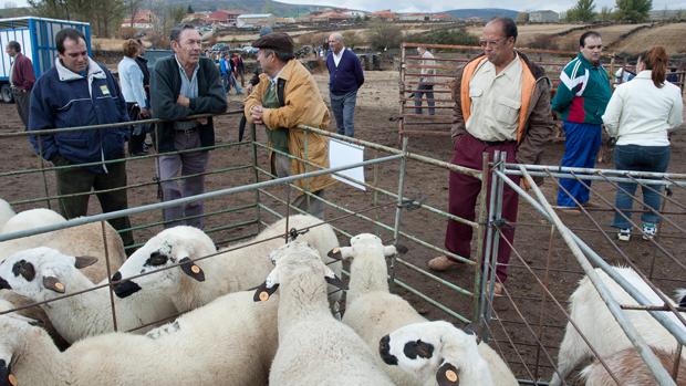 «Gran afluencia» de público a la Feria de Ganado de Cantalojas