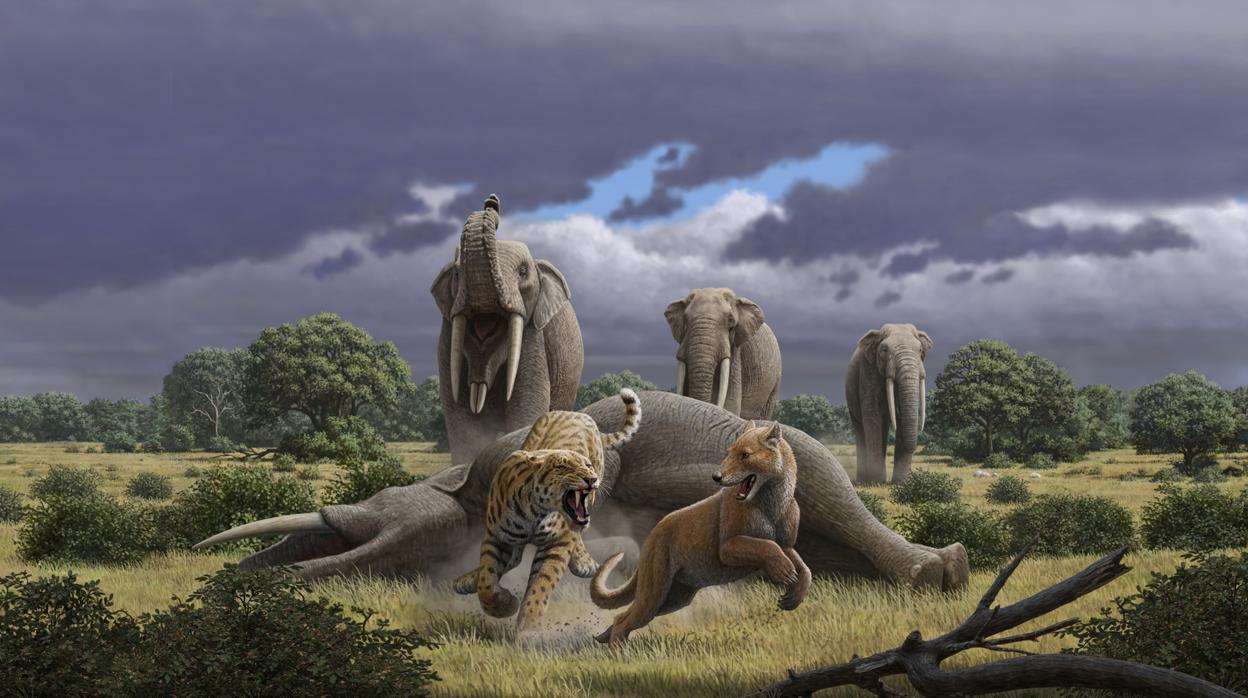 La megafauna del Mioceno protagonizará la última exposición del curso