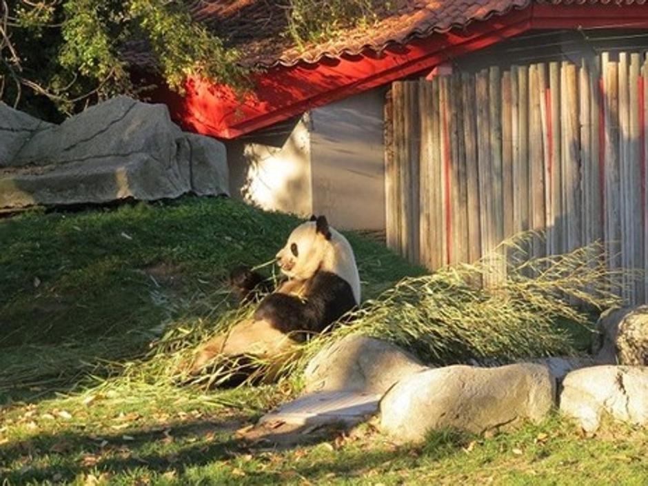 El oso panda gigante del zoo de Madrid