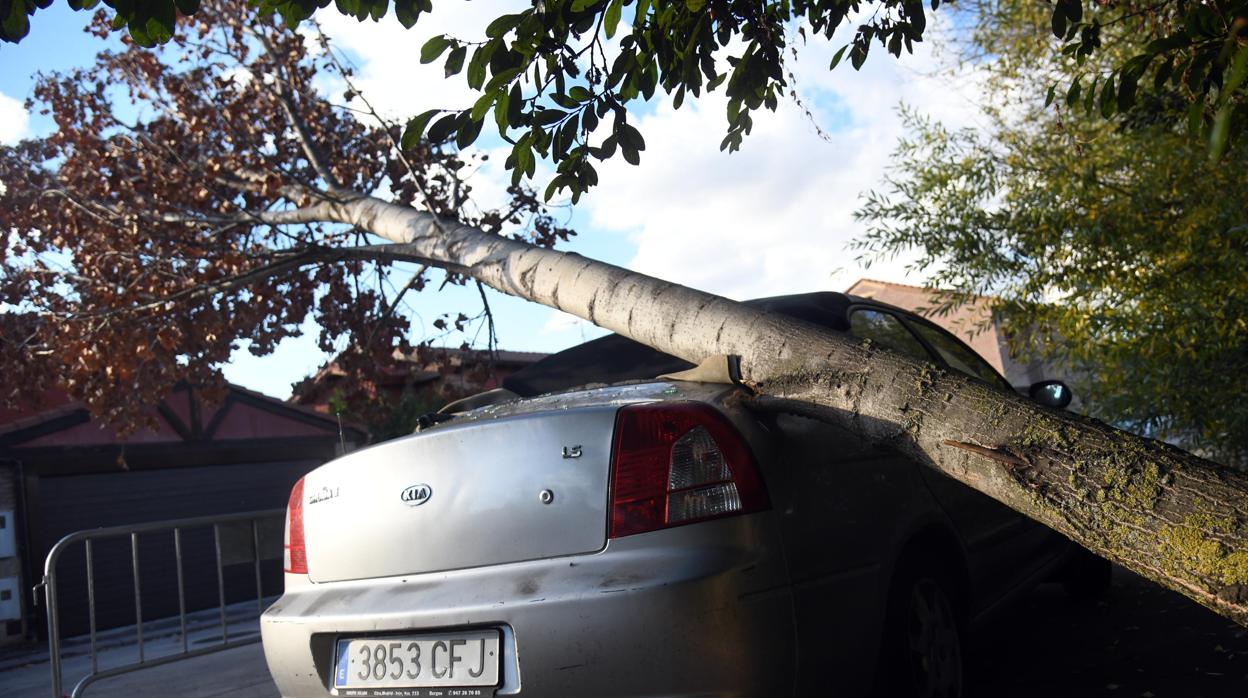 El árbol lleva sobre el coche desde agosto