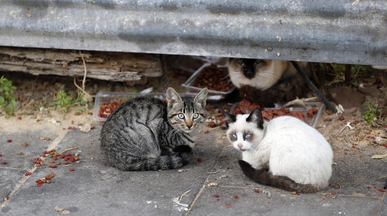 Gatos grandes mamando