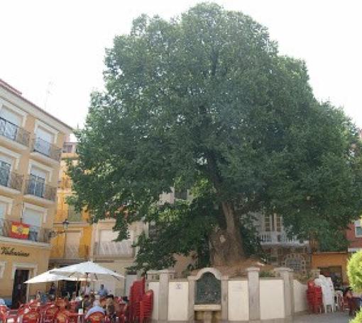 Imagen del olmo de Navajas