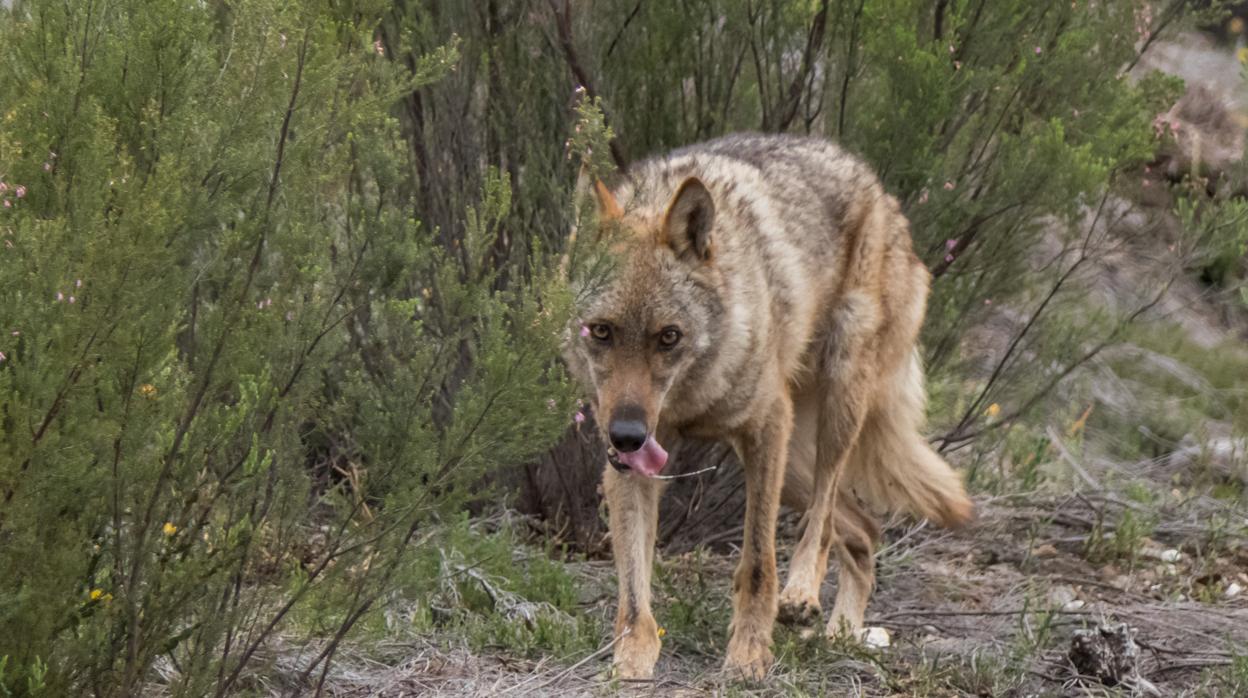 Las leyes impiden actualmente cazar tanto al norte como al sur del río Duero