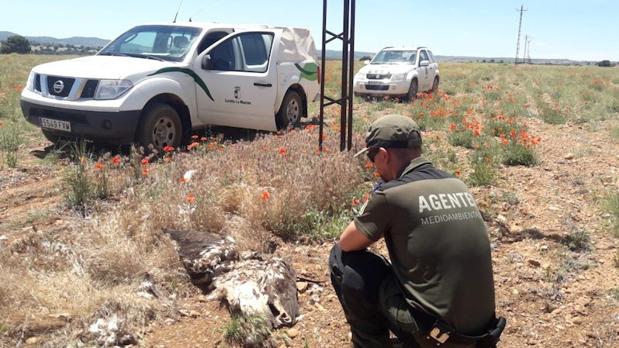 Aparecen más de 30 aves rapaces electrocutadas en la comarca de Albacete