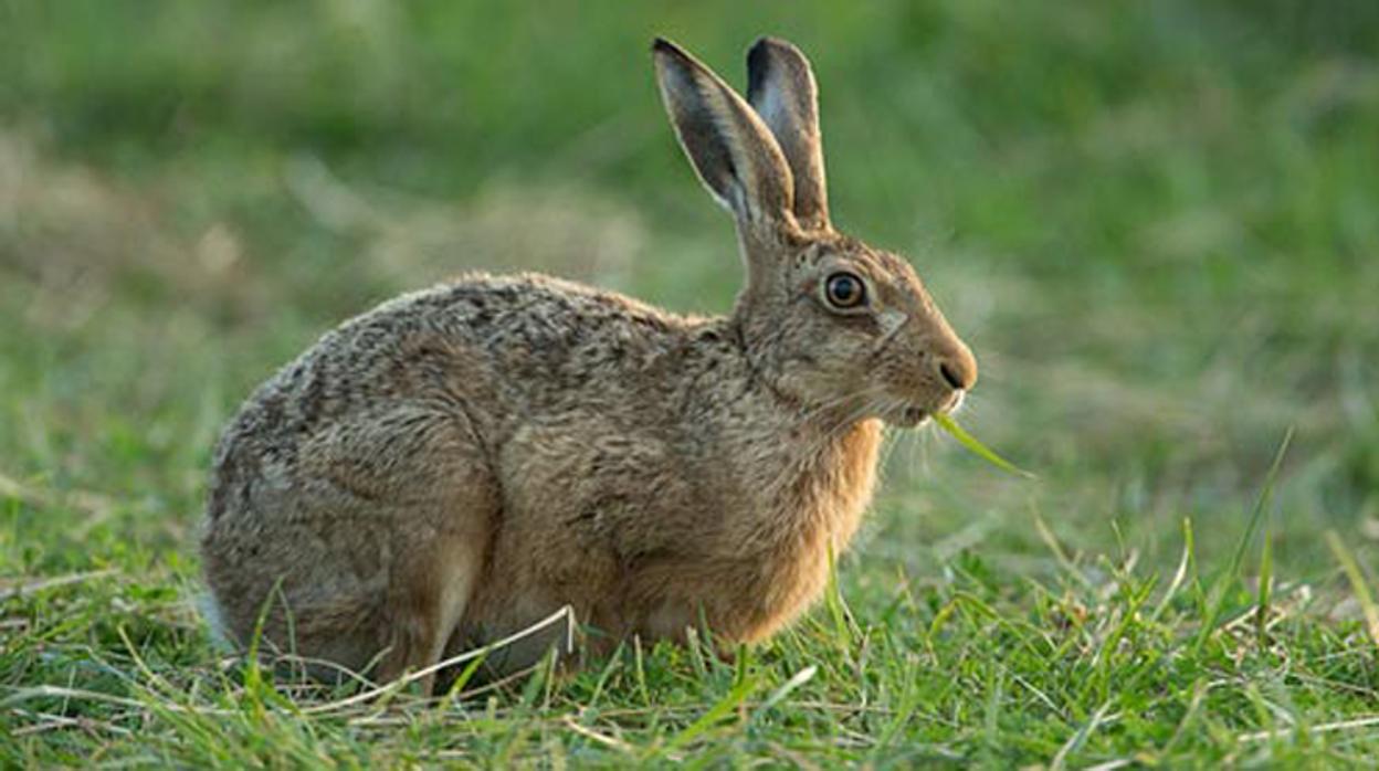 Ejemplar de liebre en un campo de Castilla-La Mancha