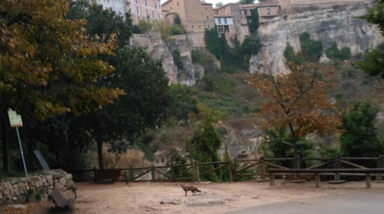 Imagen del zorro, en uno de los miradores que da a las Casas Colgadas en Cuenca