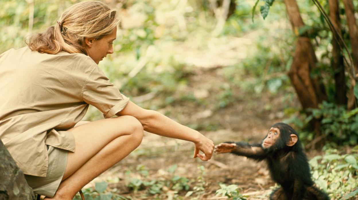 Jane Goodall, fotografiada por Hugo Van Lawick