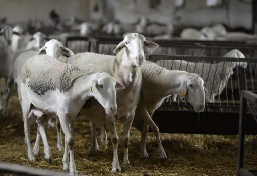 Algunas de las ovejas del rebaño de Arturo Rodríguez en Alameda de la Sagra