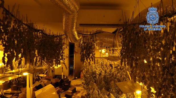 Desmantelado en Burguillos un laboratorio clandestino de marihuana