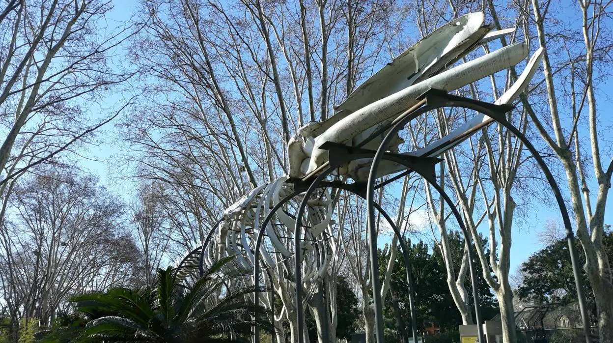 El esqueleto de la ballena en el zoo de Barcelona