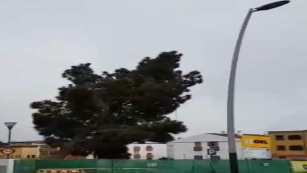 Vídeo: de esta forma liquidan en Canarias un árbol centenario para hacer un párking