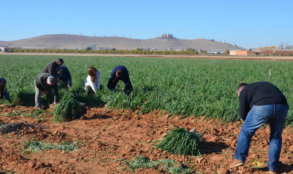 Recolección en un campo de cebolletas con el cerro Calderico al fondo