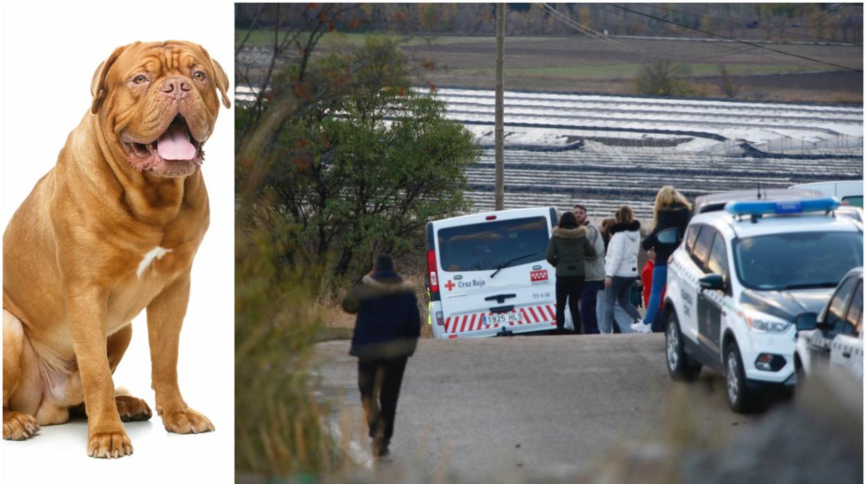 A la izda. un dogo de Burdeos; a la dcha., lugar de la tragedia