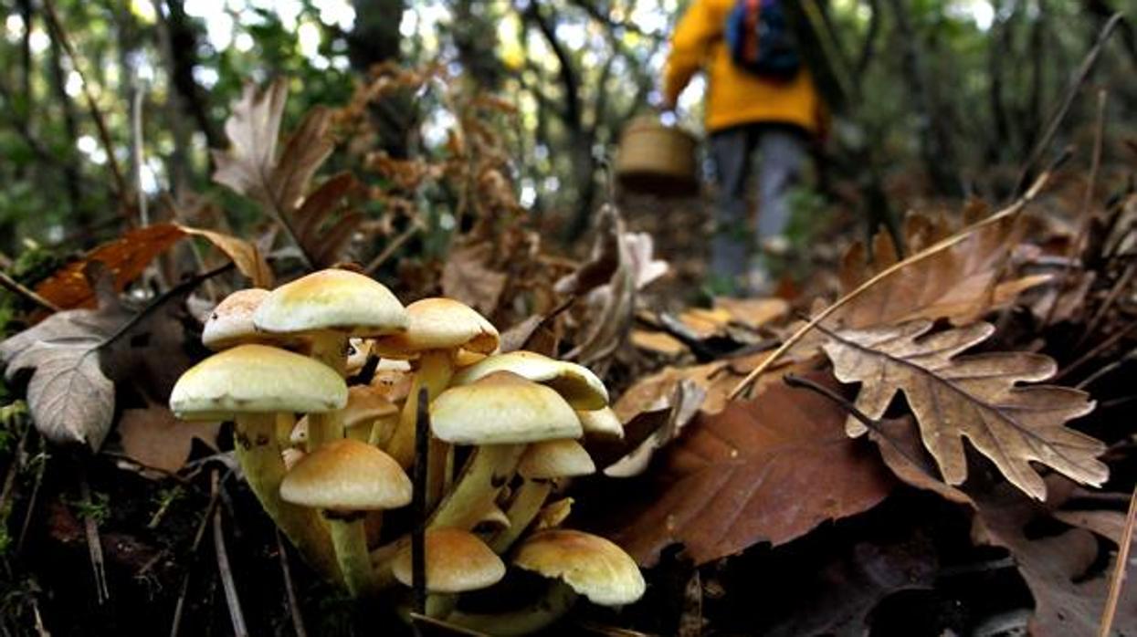 Un hombre recogiendo setas en un bosque