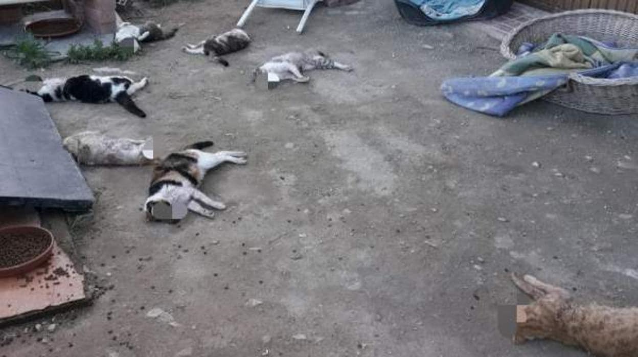 Imagen de los gatos que han sido asesinados en el albergue de felinos de Sant Vicent del Raspeig