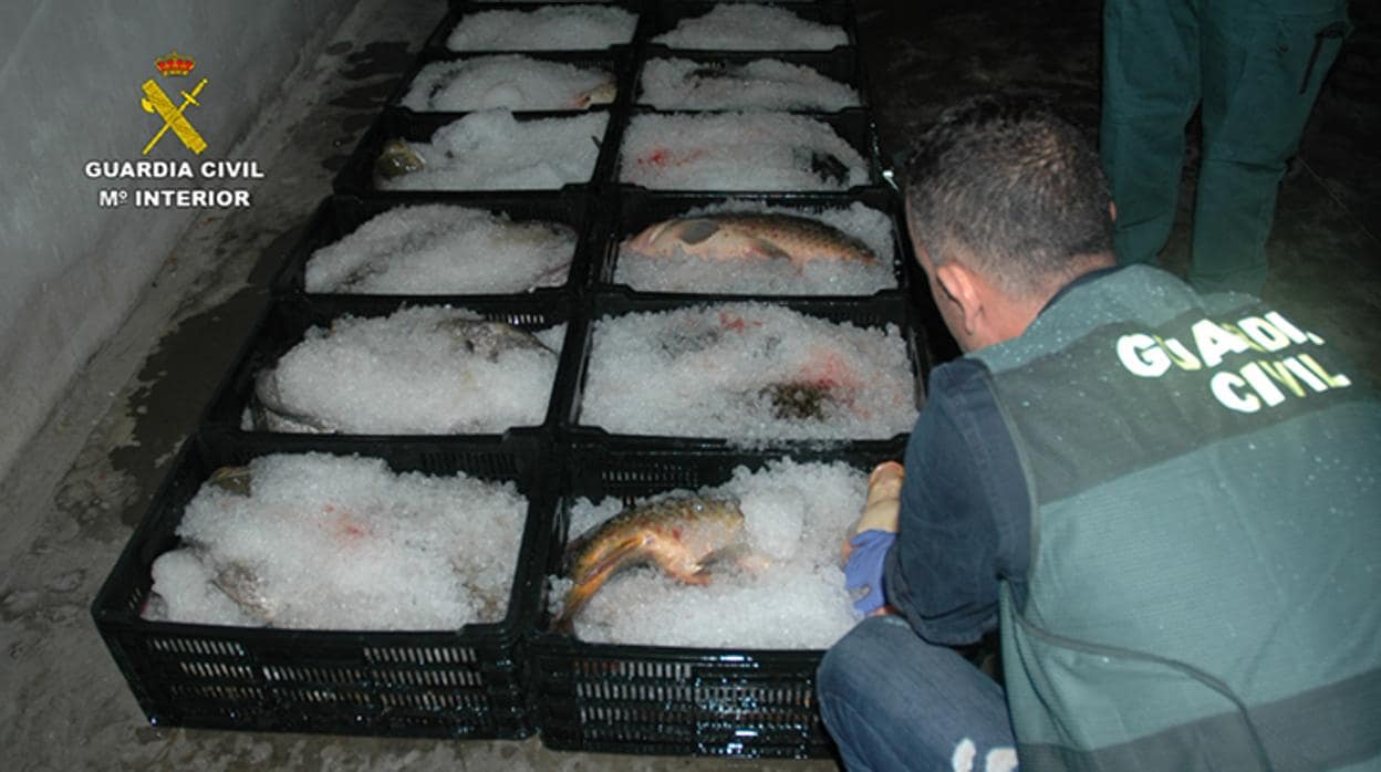 Parte de las cajas con pescado de procedencia ilícita que han sido intervenidas por la Guardia Civil