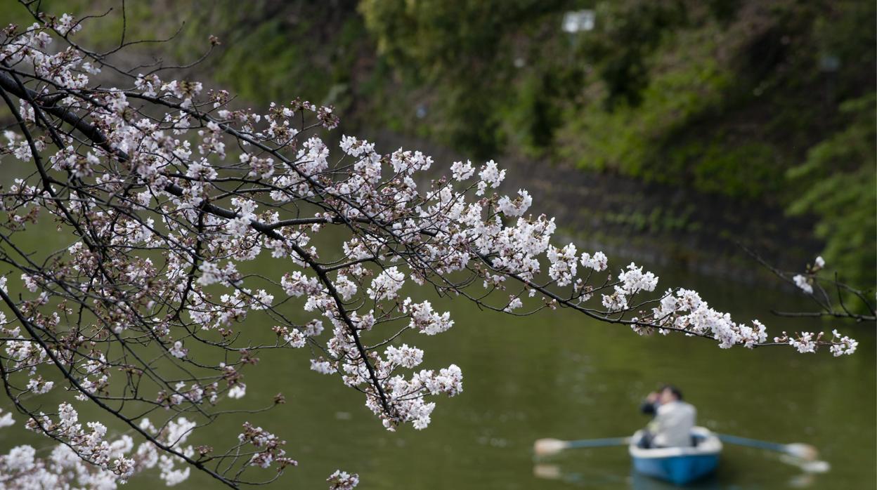 Flor del cerezo